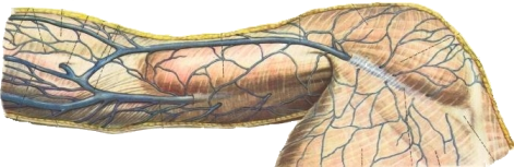 вены верхней конечности