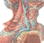Яремная подключичная вены. Подключичная Вена анатомия. Подключичная Вена топографическая анатомия. Подключичная Вена и яремная Вена. Подключичная Вена анатомия топография.