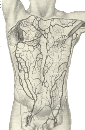 вены грудной клетки и живота