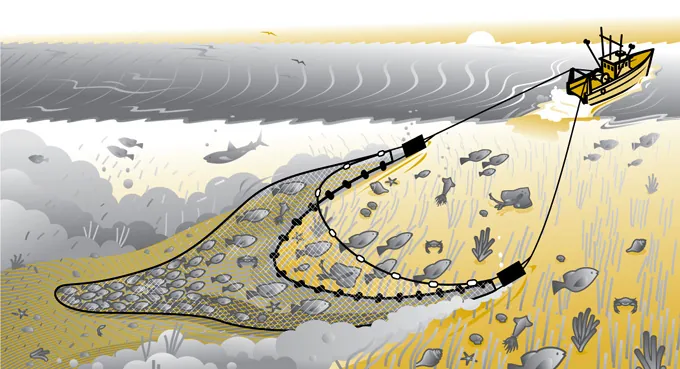 траление рыбы